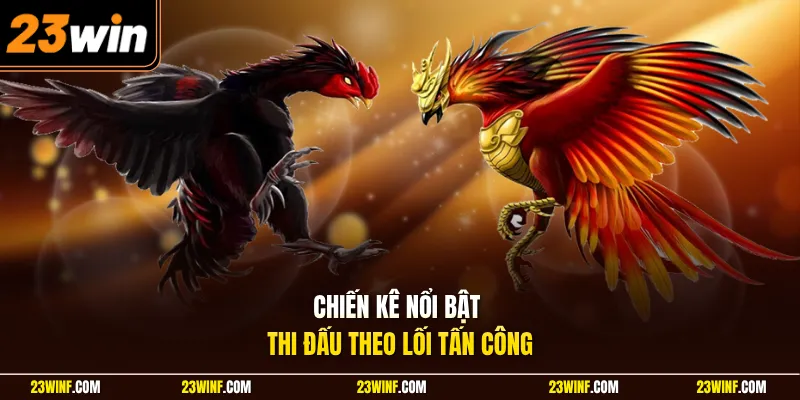 Chiến kê nổi bật thi đấu theo lối tấn công