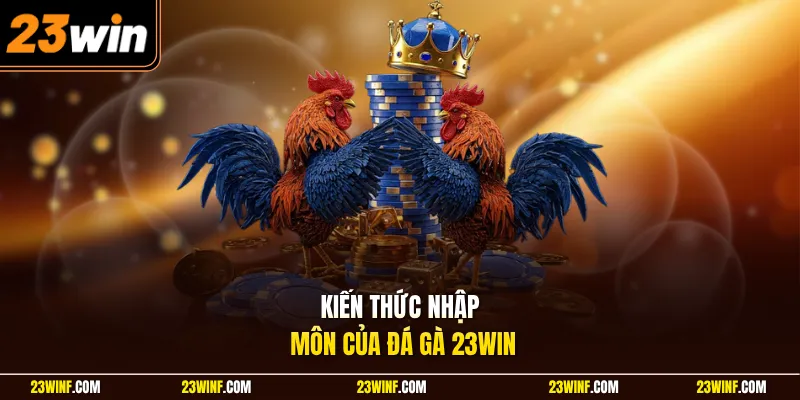 Kiến thức nhập môn của đá gà 23Win